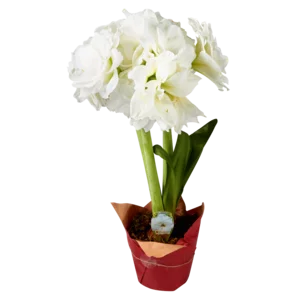 Amaryllis Pot Plant 15cm