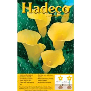 Hadeco Yellow Zantedeschia Pentlandii Bulbs 4 Pack Hadeco Yellow Zantedeschia Pentlandii Bulbs 4 Pack