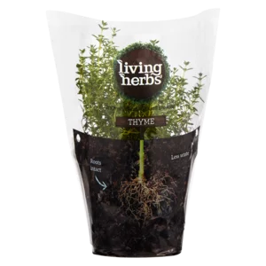 Living Herbs Thyme Living Herbs Thyme