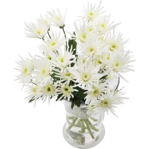 Chrysanthemum Flowers Bouquet (Vase Not Included)