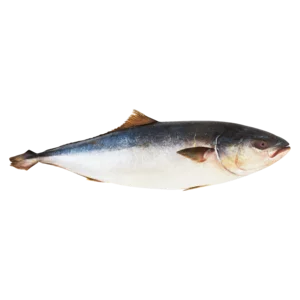Frozen Whole Yellowtail Per kg Frozen Whole Yellowtail Per kg