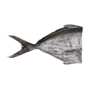 Frozen Angelfish (Head Off) Per kg