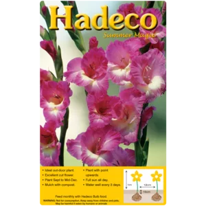 Hadeco Purple Blue Gladioli Bulbs 7 Pack Hadeco Purple Blue Gladioli Bulbs 7 Pack