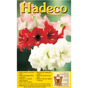 Hadeco Amaryllis Sonatini Bulbs 3 Pack Hadeco Amaryllis Sonatini Bulbs 3 Pack