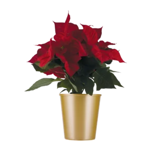 Freshmark Festive Poinsettia