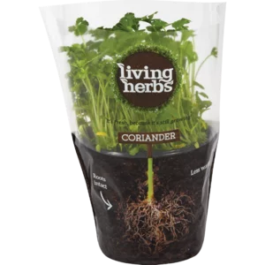 Living Herbs Fresh Coriander Living Herbs Fresh Coriander
