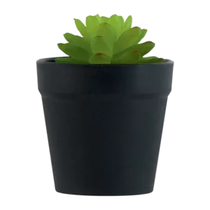 Assorted Cactus In Black Pot Plant Assorted Cactus In Black Pot Plant