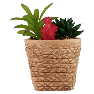 Cactus In Basket