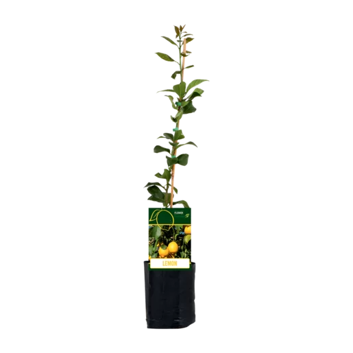 Lemon Tree