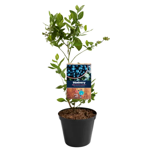 Berries For Africa Mid-Season Variety Blueberry Pot Plant