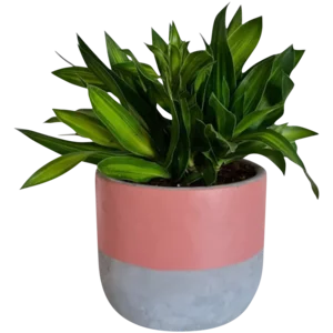 Pot Plant Pot Plant