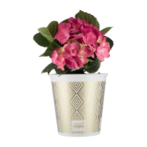 Freshmark Hydrangeas Pot Plant 19cm Freshmark Hydrangeas Pot Plant 19cm