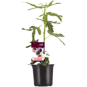 Fig Tree Pot Plant Fig Tree Pot Plant