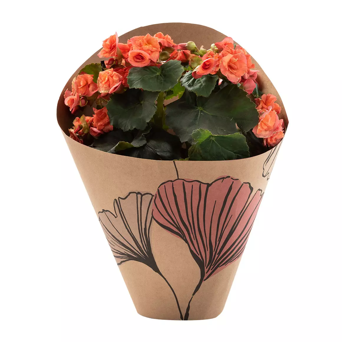 Begonia Plant in 15 cm Wrapped Pot