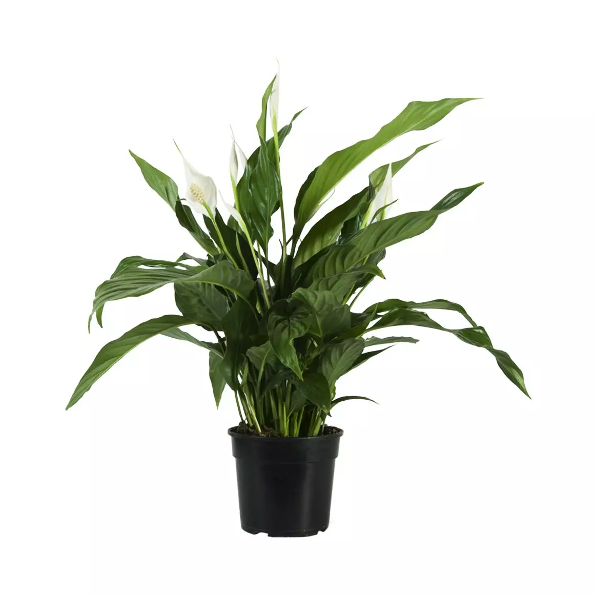 Spathiphyllum Spathiphyllum