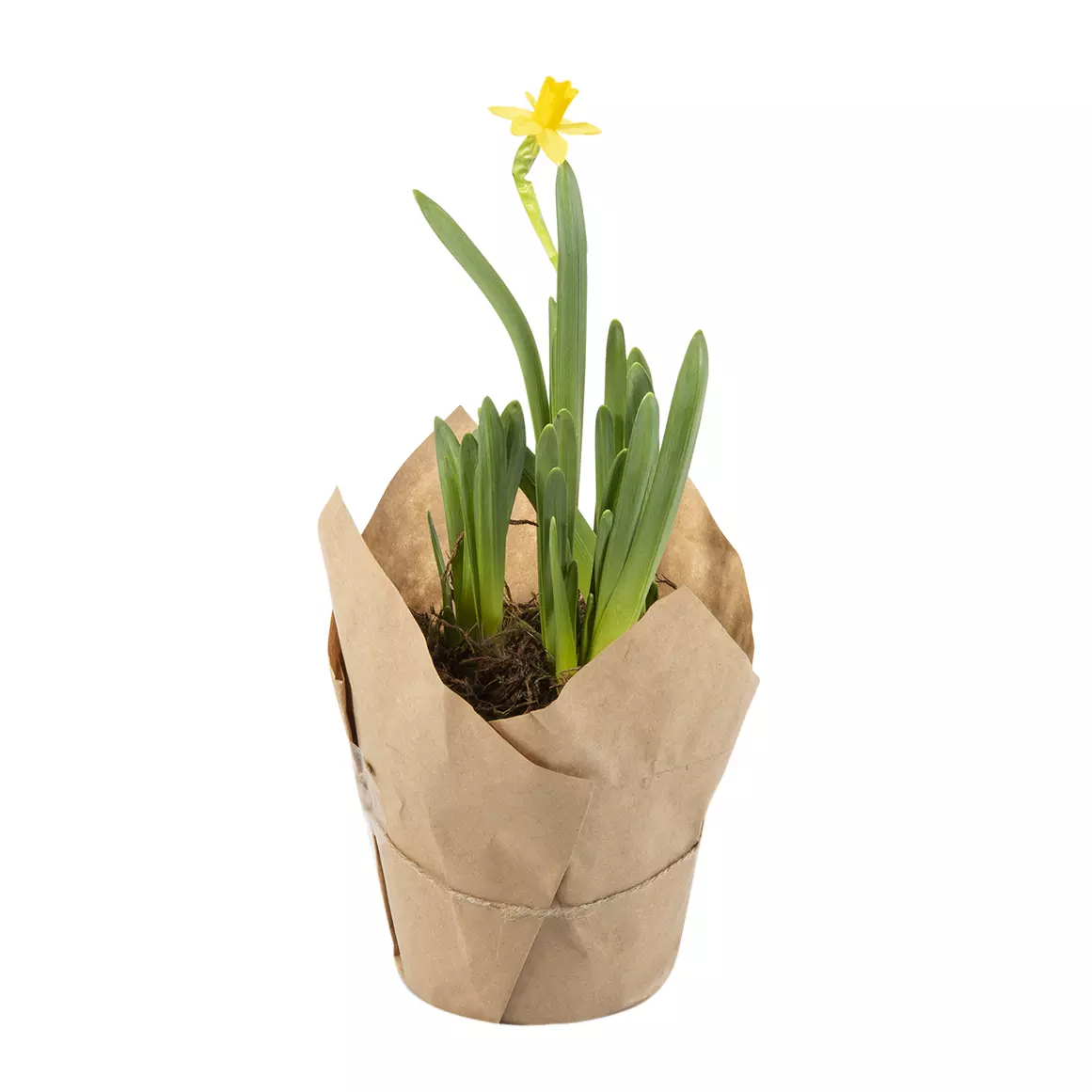 Daffodil Tete-a-Tete Daffodil Tete-a-Tete