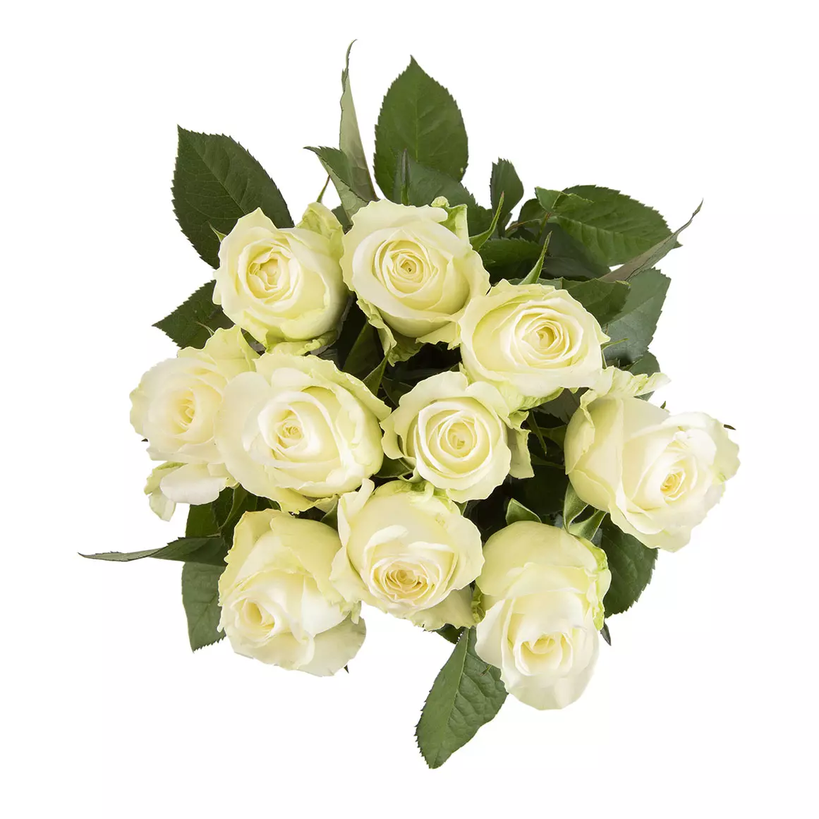 White Roses