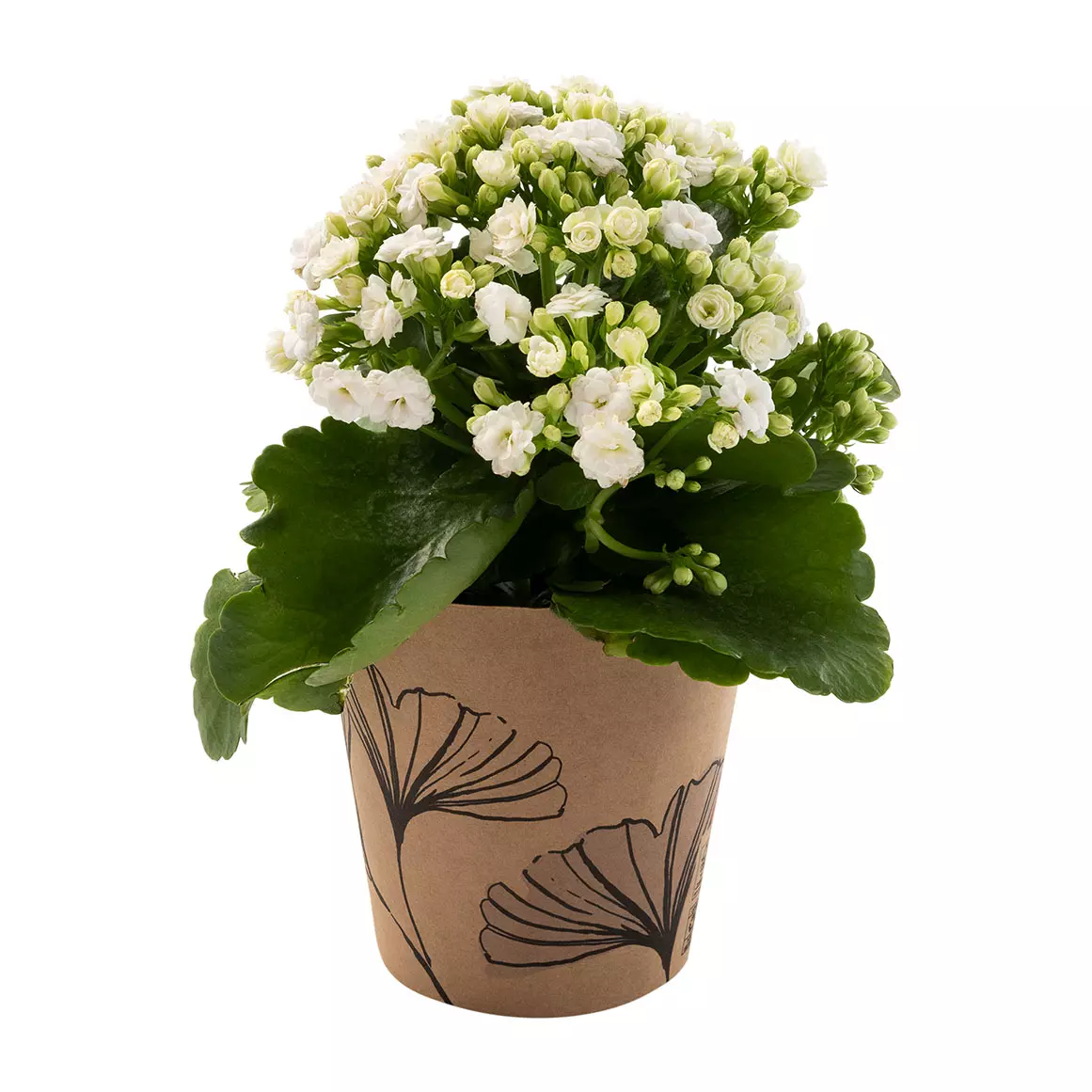 Calandiva in 12 cm Potcover