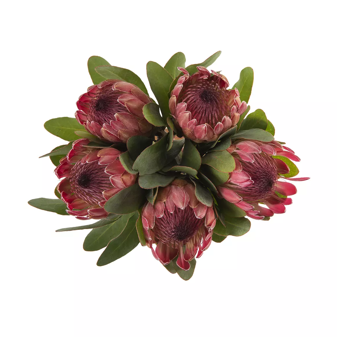 Proteas 5 Stems