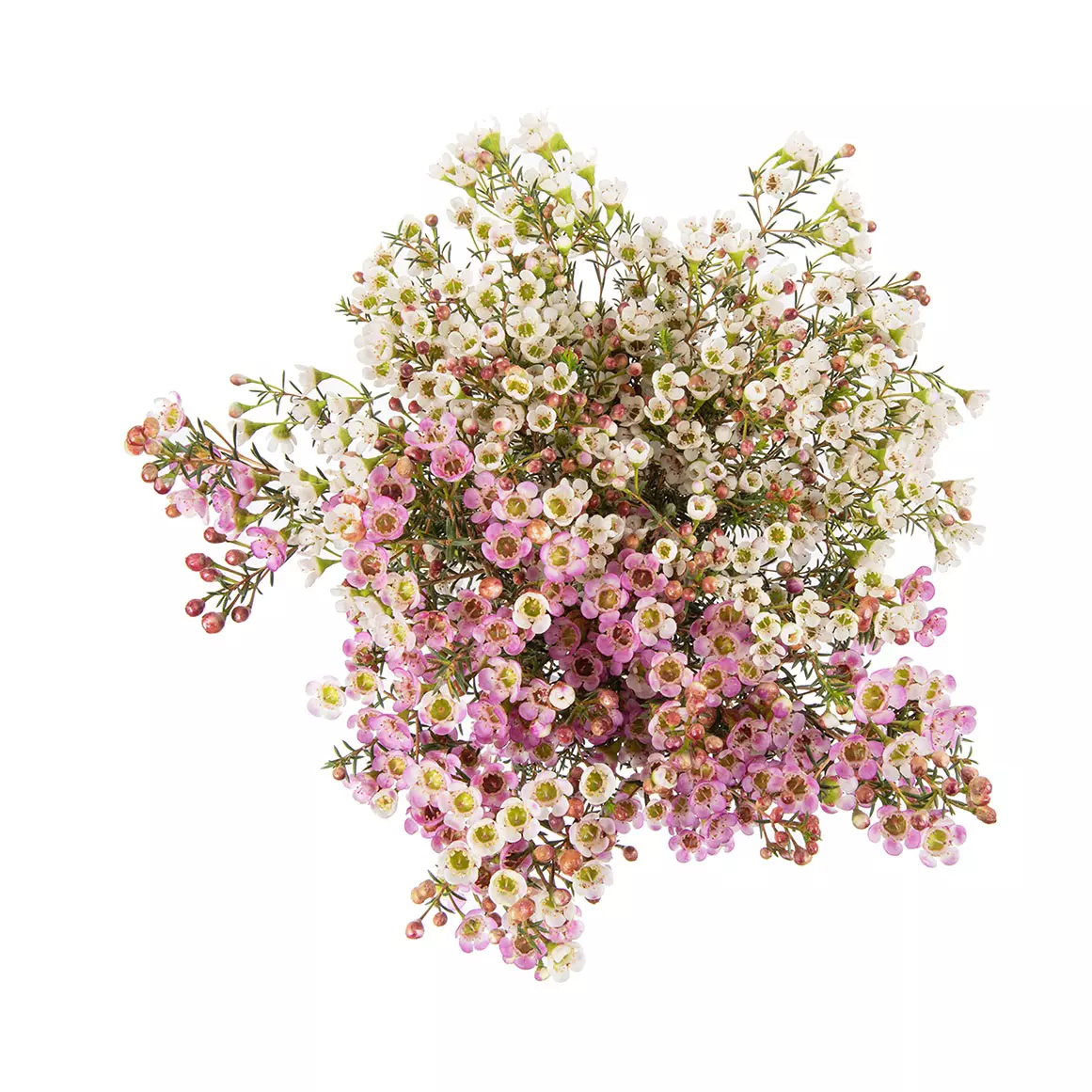 Geralton Wax Seasonal Flowers Geralton Wax Seasonal Flowers