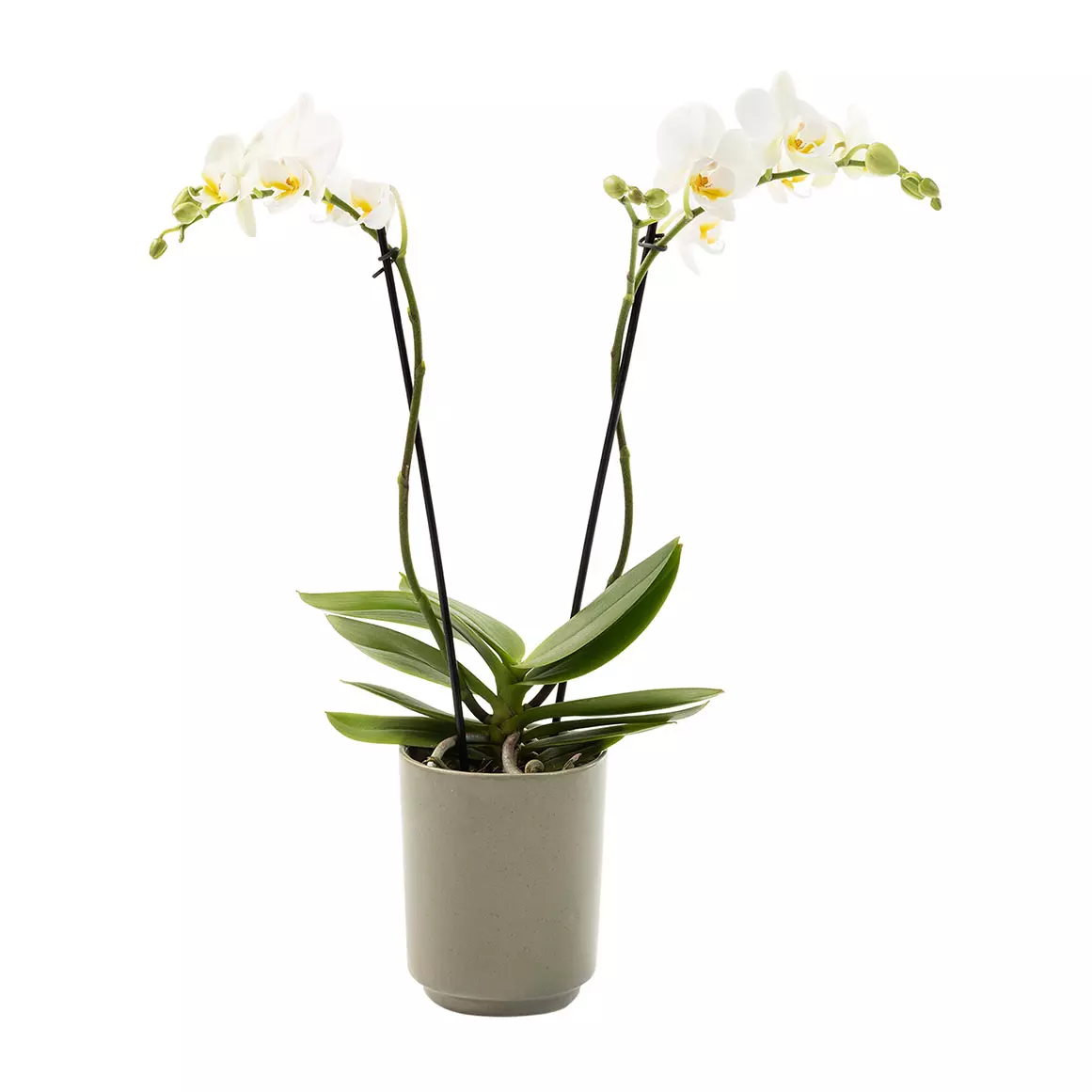 Mini 2 Spike Orchid Mini 2 Spike Orchid