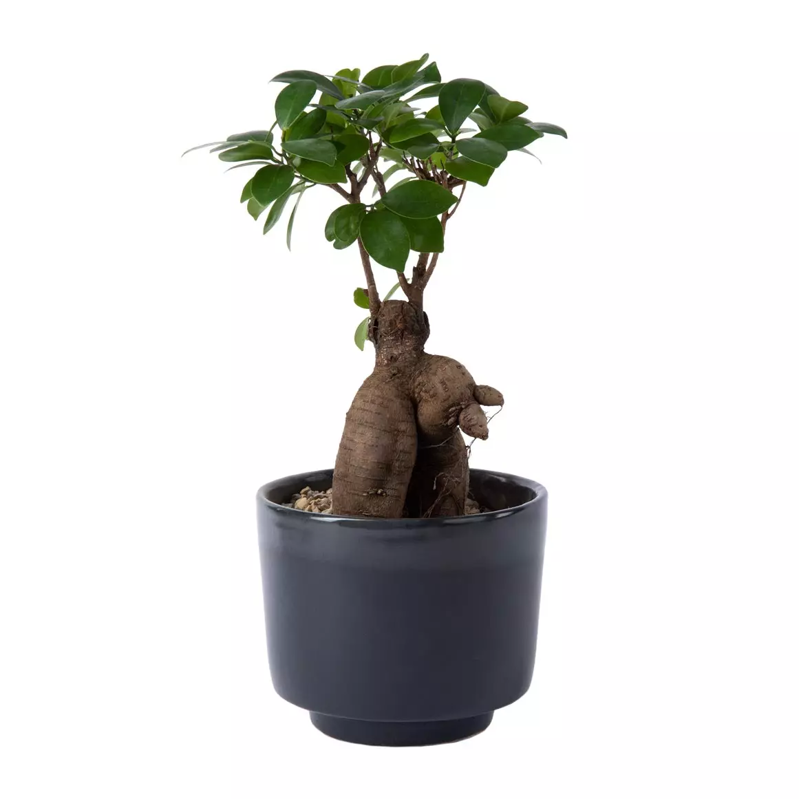 Ficus Ginseng in Ceramic Ficus Ginseng in Ceramic