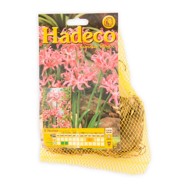 Hadeco Nerine Bowdenii Pink Bulbs 5pk Hadeco Nerine Bowdenii Pink Bulbs 5pk