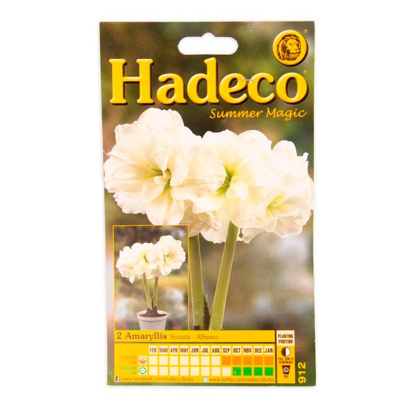 Hadeco Amaryllis Sonata Alfresco Bulbs 2pk Hadeco Amaryllis Sonata Alfresco Bulbs 2pk