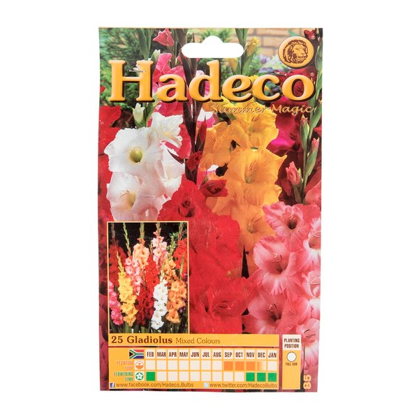 Hadeco Gladiolus Mixed Colours Bulbs 25pk Hadeco Gladiolus Mixed Colours Bulbs 25pk