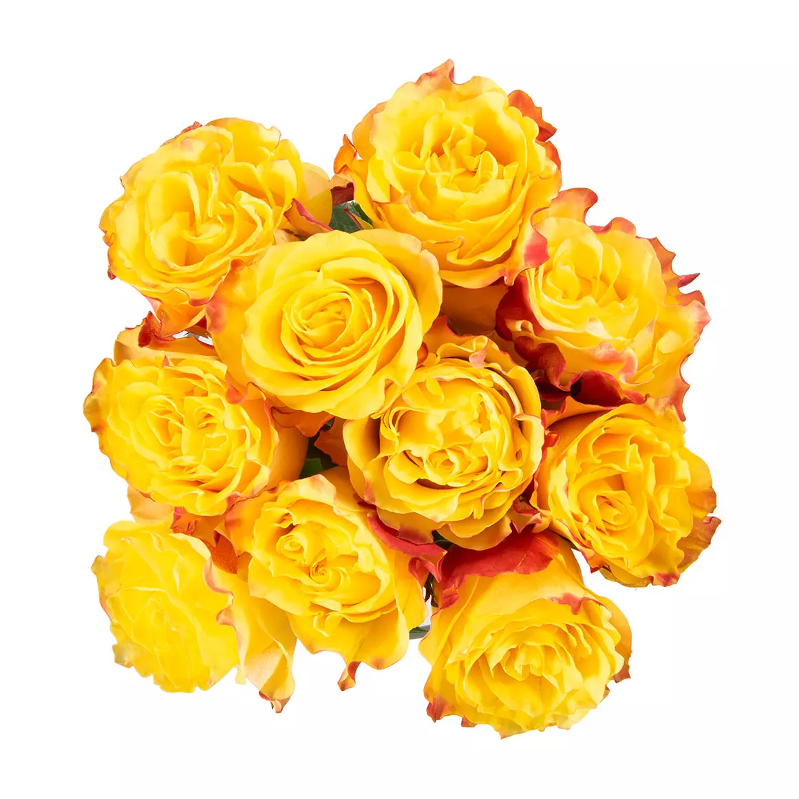 Sunset Expression Speciality Roses