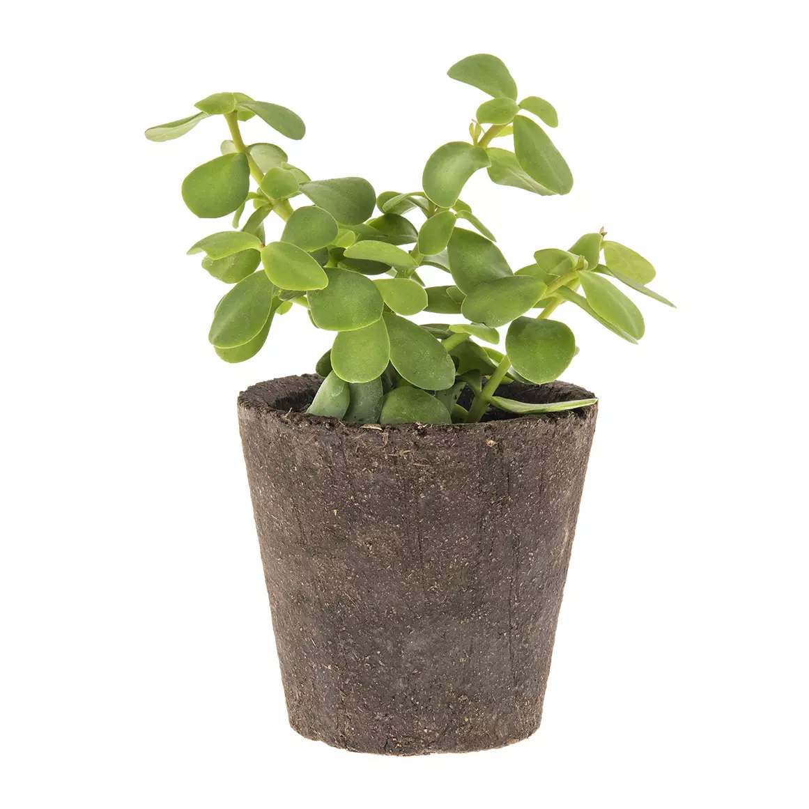 Small Spekboom Plant in Pot