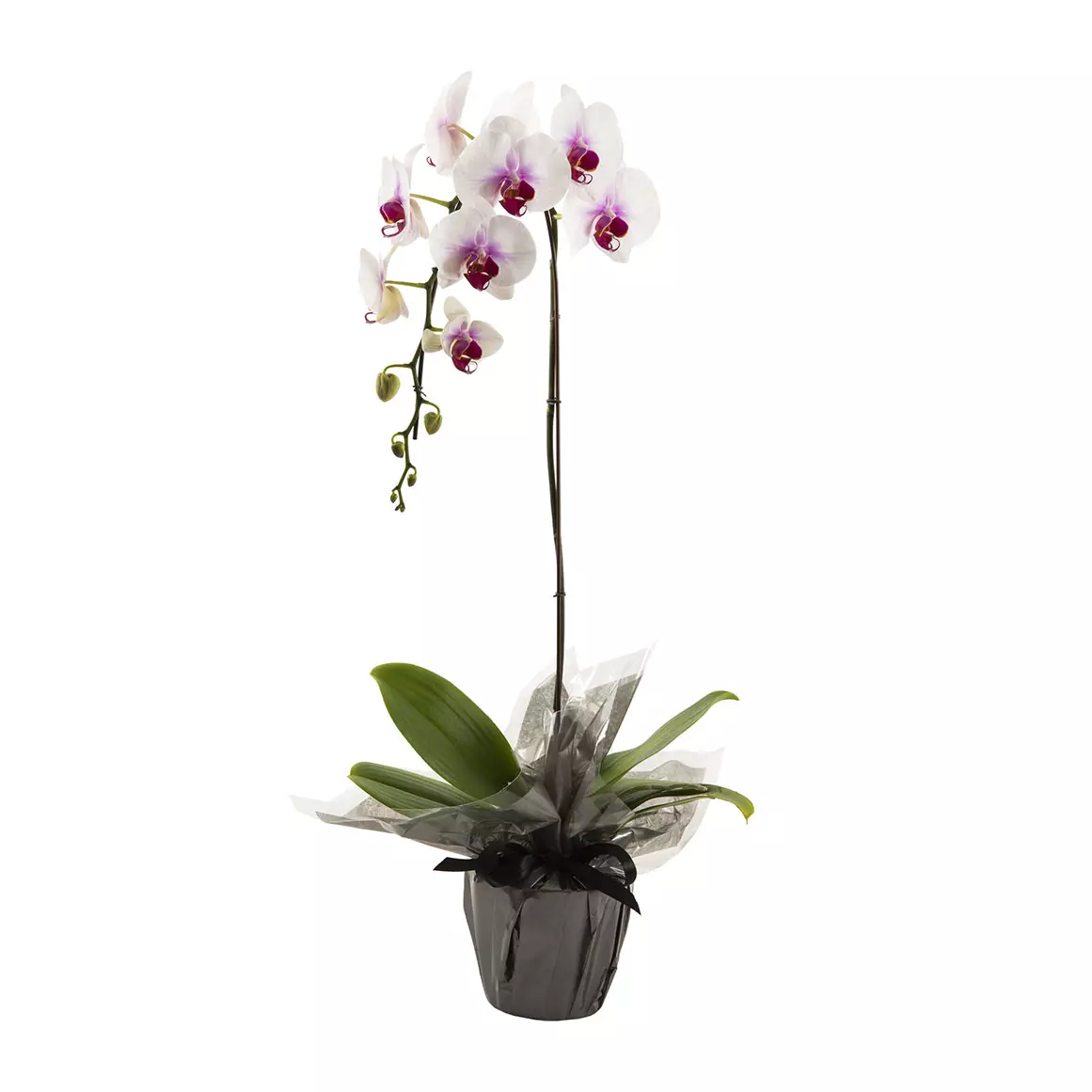 Luxury 1 Spike Phalaenopsis Orchid Luxury 1 Spike Phalaenopsis Orchid