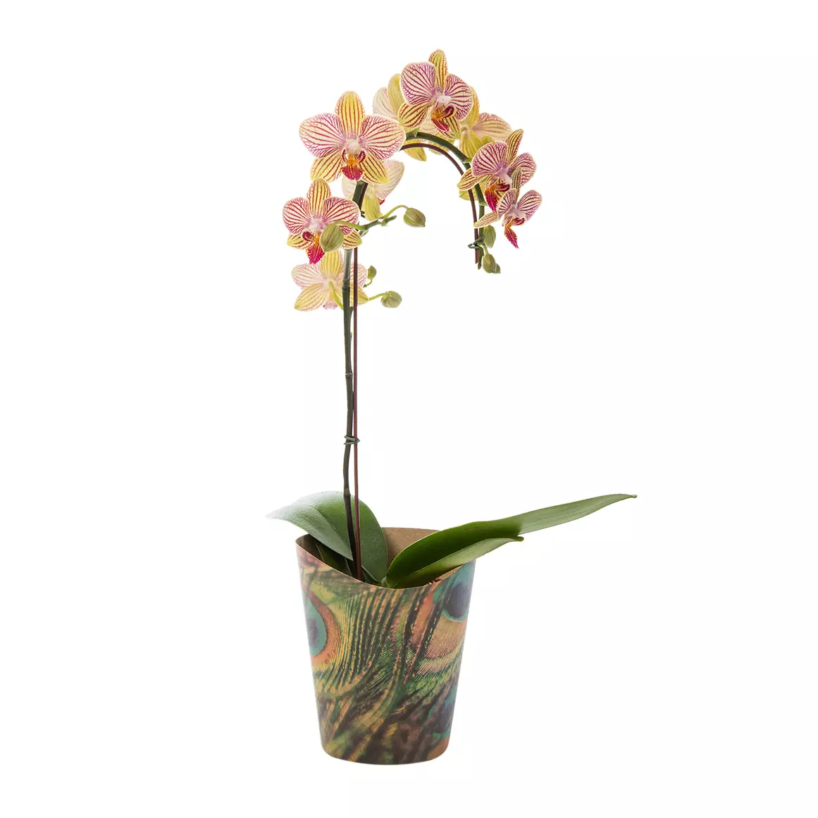 Phaelanopsis Orchid in Wrap Phaelanopsis Orchid in Wrap