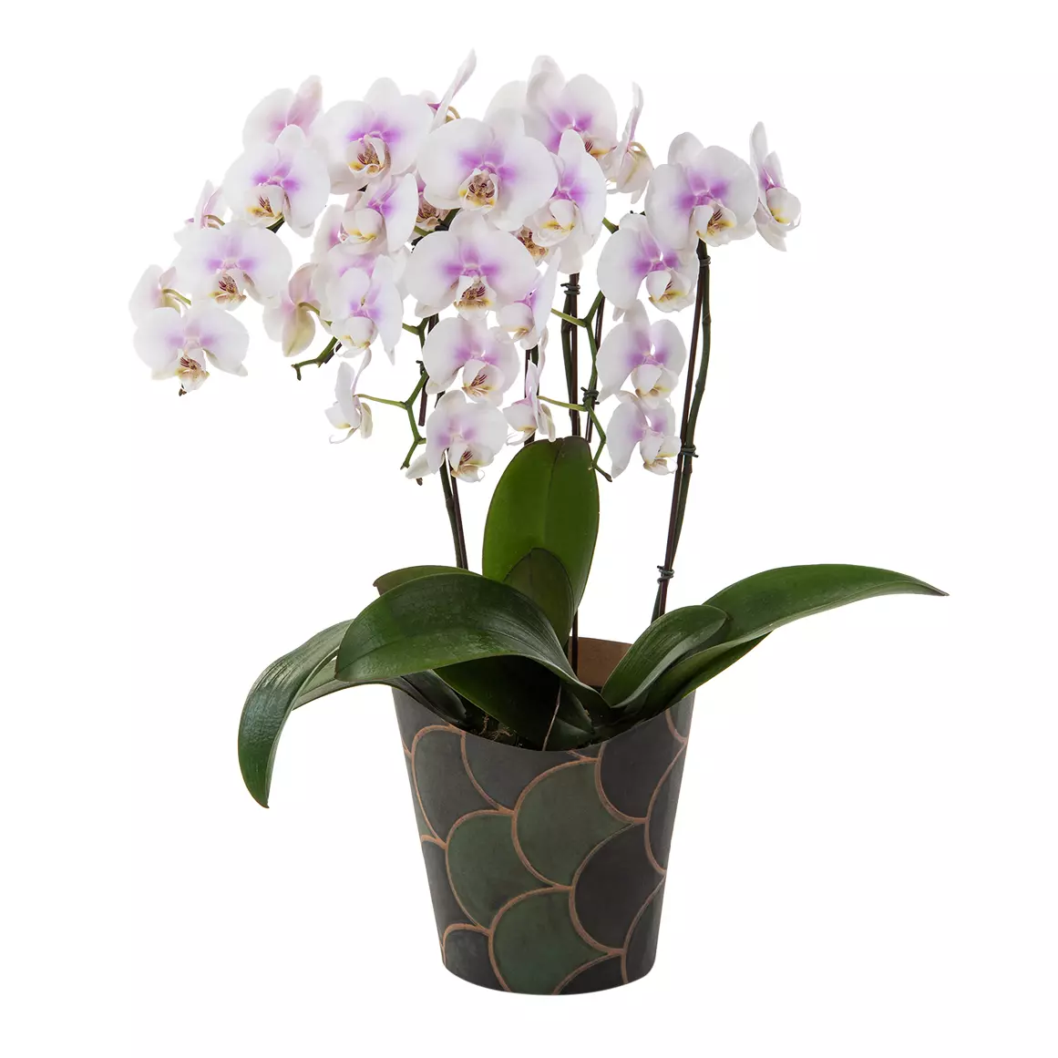 Multi Spike Phalaenopsis in Wrapped Pot