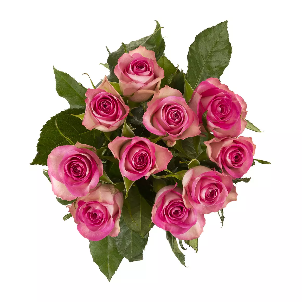 Pastel Roses