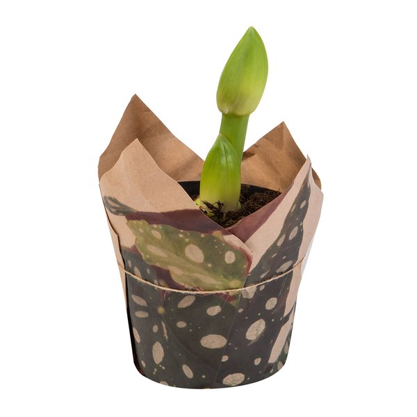 Amaryllis in Wrapped Pot Amaryllis in Wrapped Pot