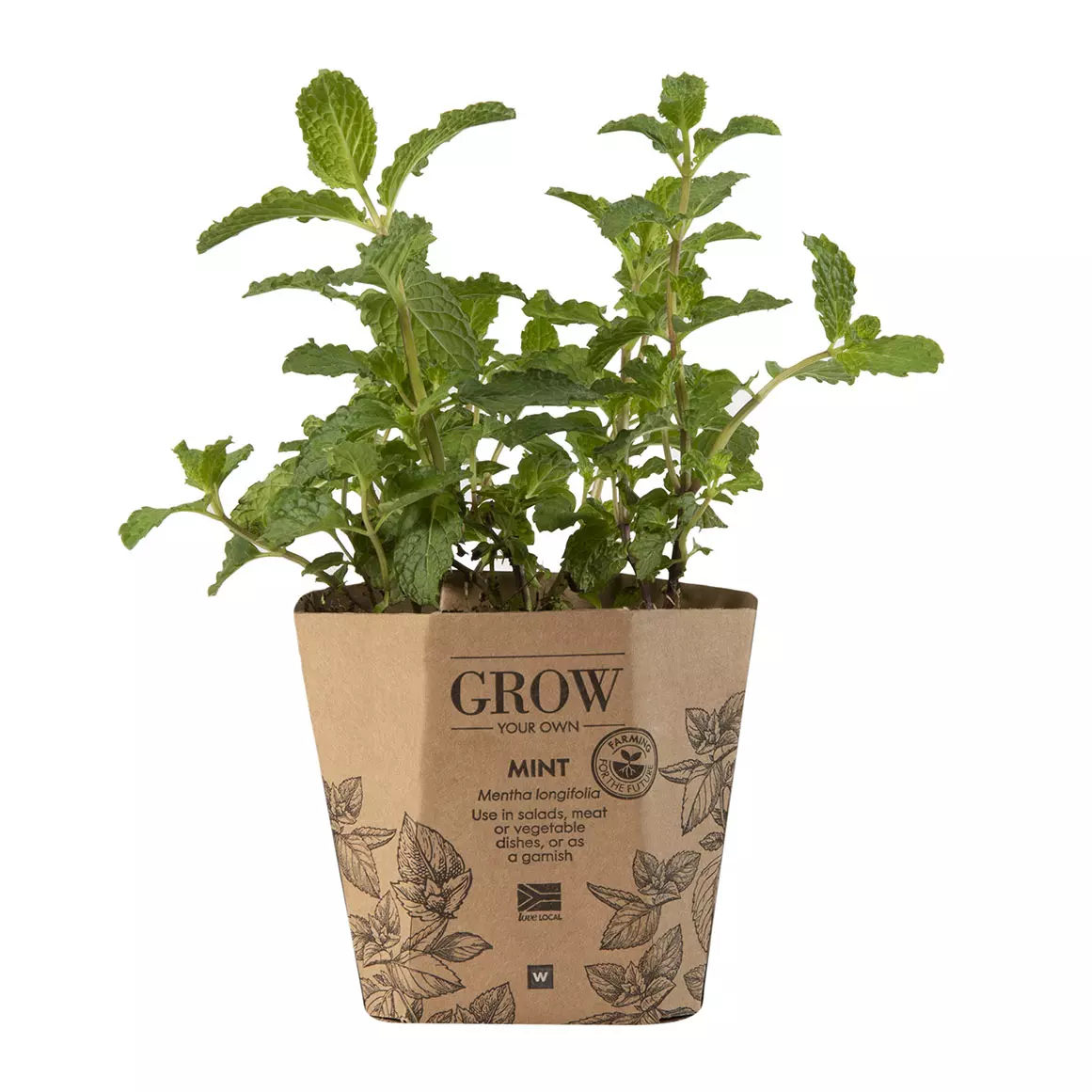 Mint Potted Herb