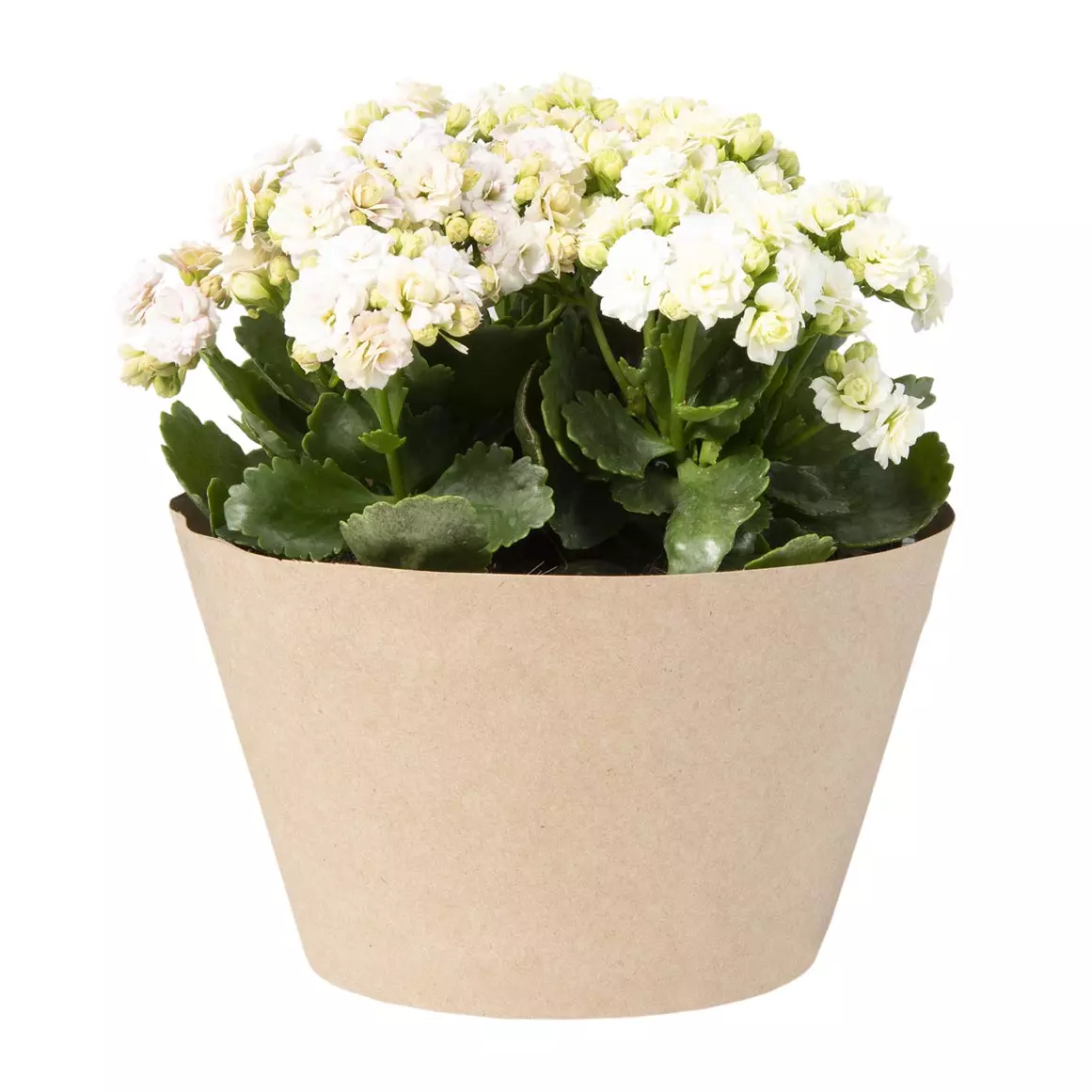 Mini Calandiva in 7 cm Plastic Pot with Cover Mini Calandiva in 7 cm Plastic Pot with Cover