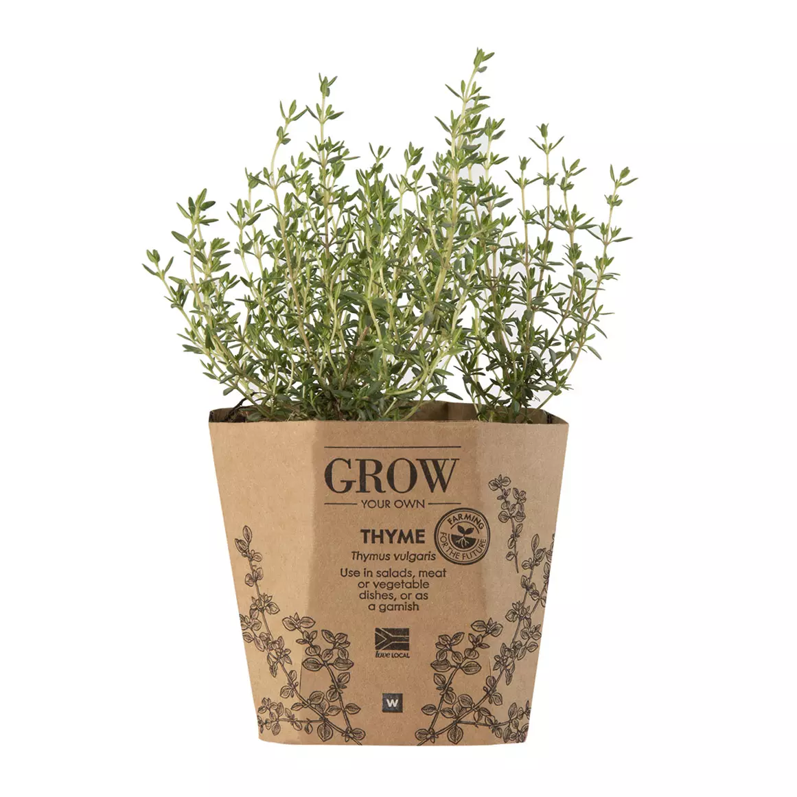 Thyme Potted Herb