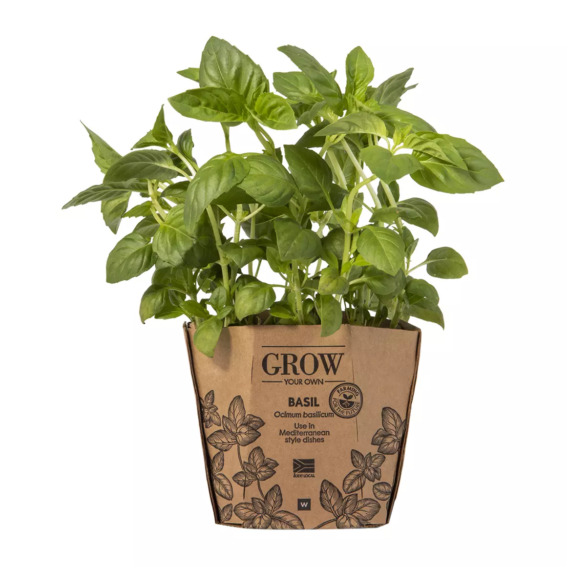 Basil Potted Herb Basil Potted Herb