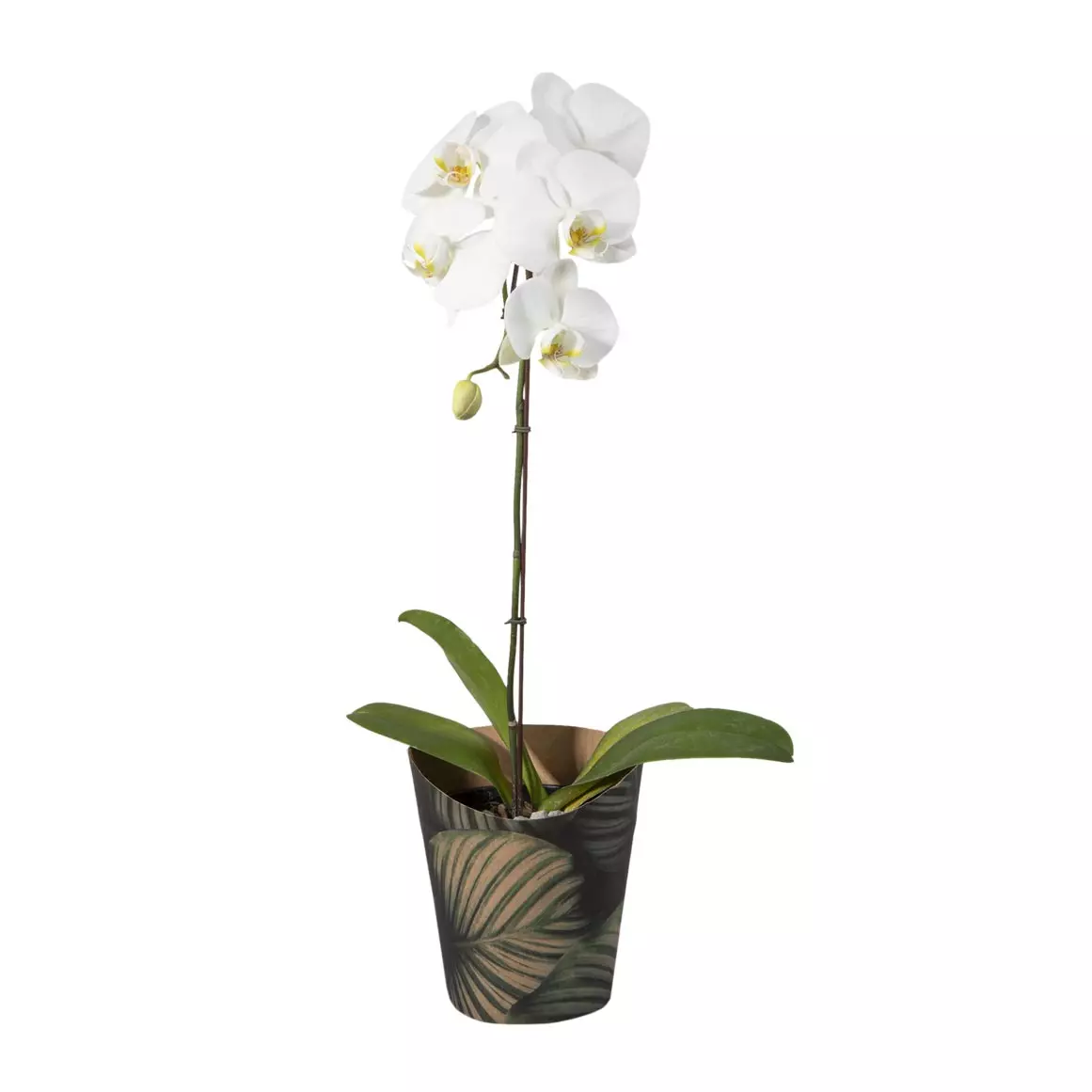 Orchid in 14 cm Pot with Cover Orchid in 14 cm Pot with Cover