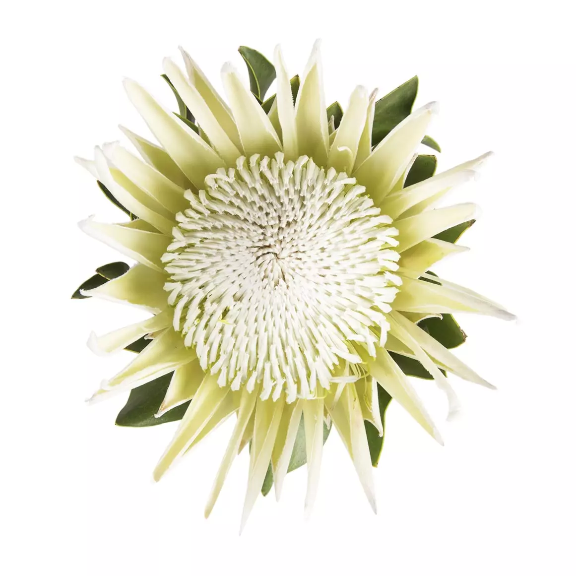 Arctic Ice Protea