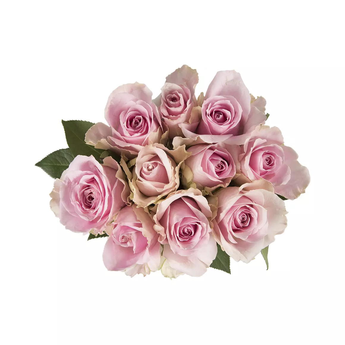 Pastel Speciality Roses Pastel Speciality Roses