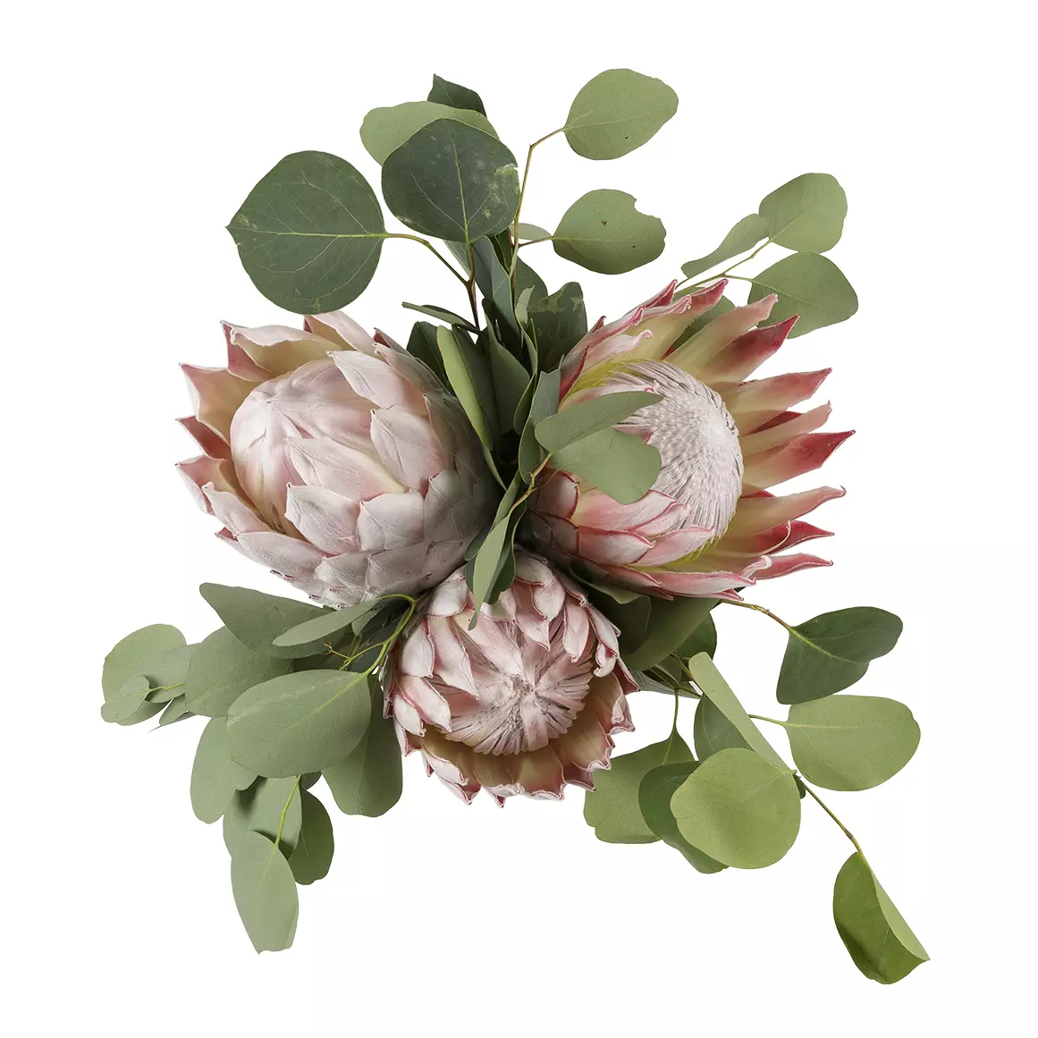King Bouquet King Bouquet