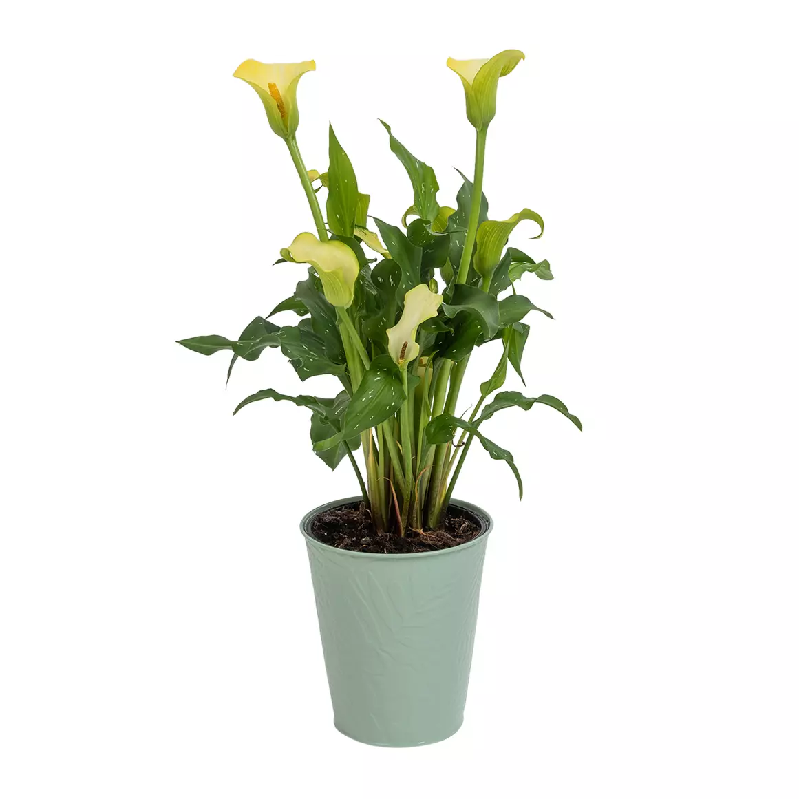 Arum Lily in Tin