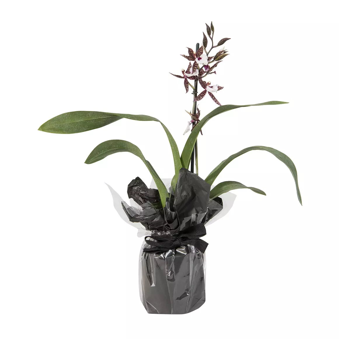 Oncidium Orchid in Wrapped Pot Oncidium Orchid in Wrapped Pot