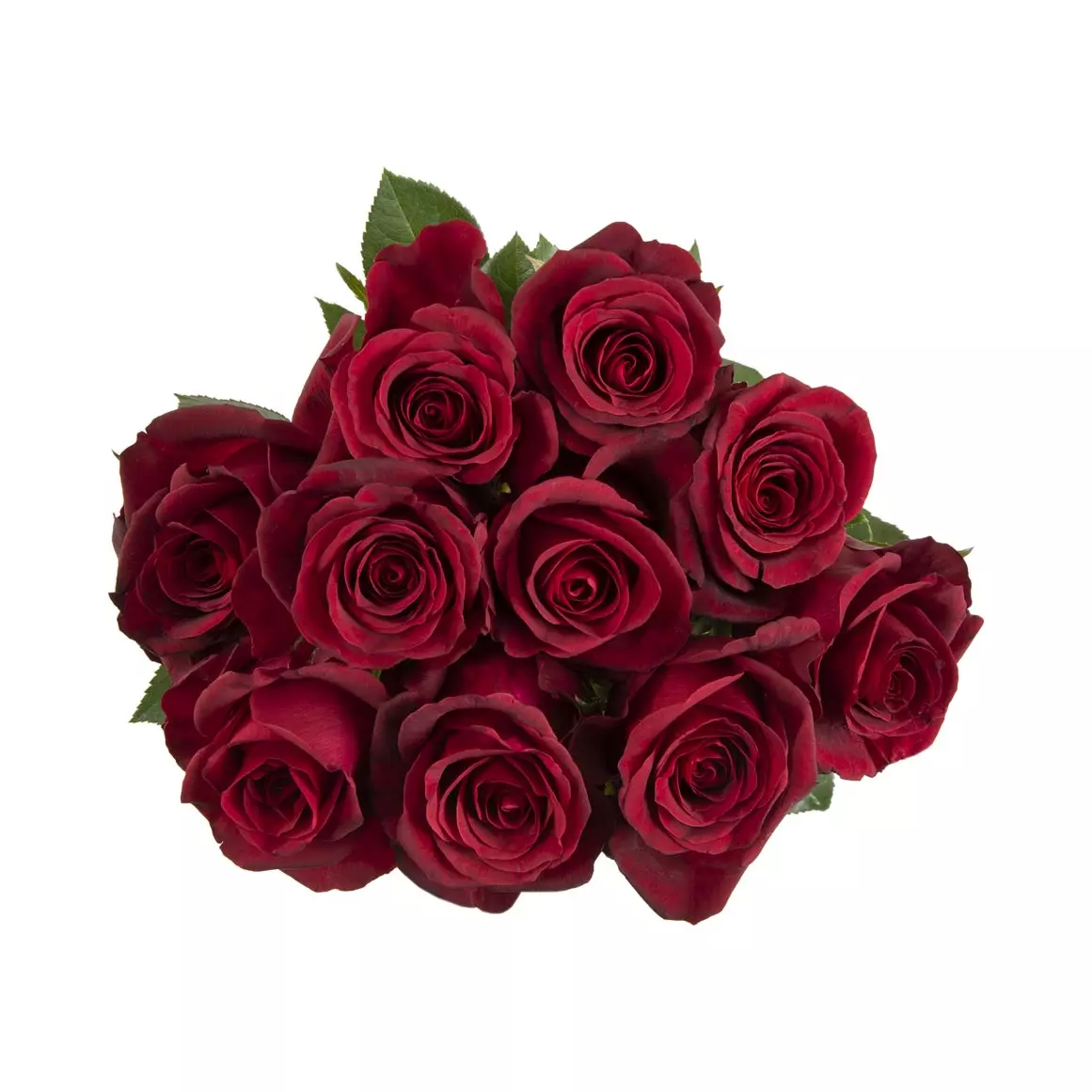 Classic Red Speciality Roses Classic Red Speciality Roses