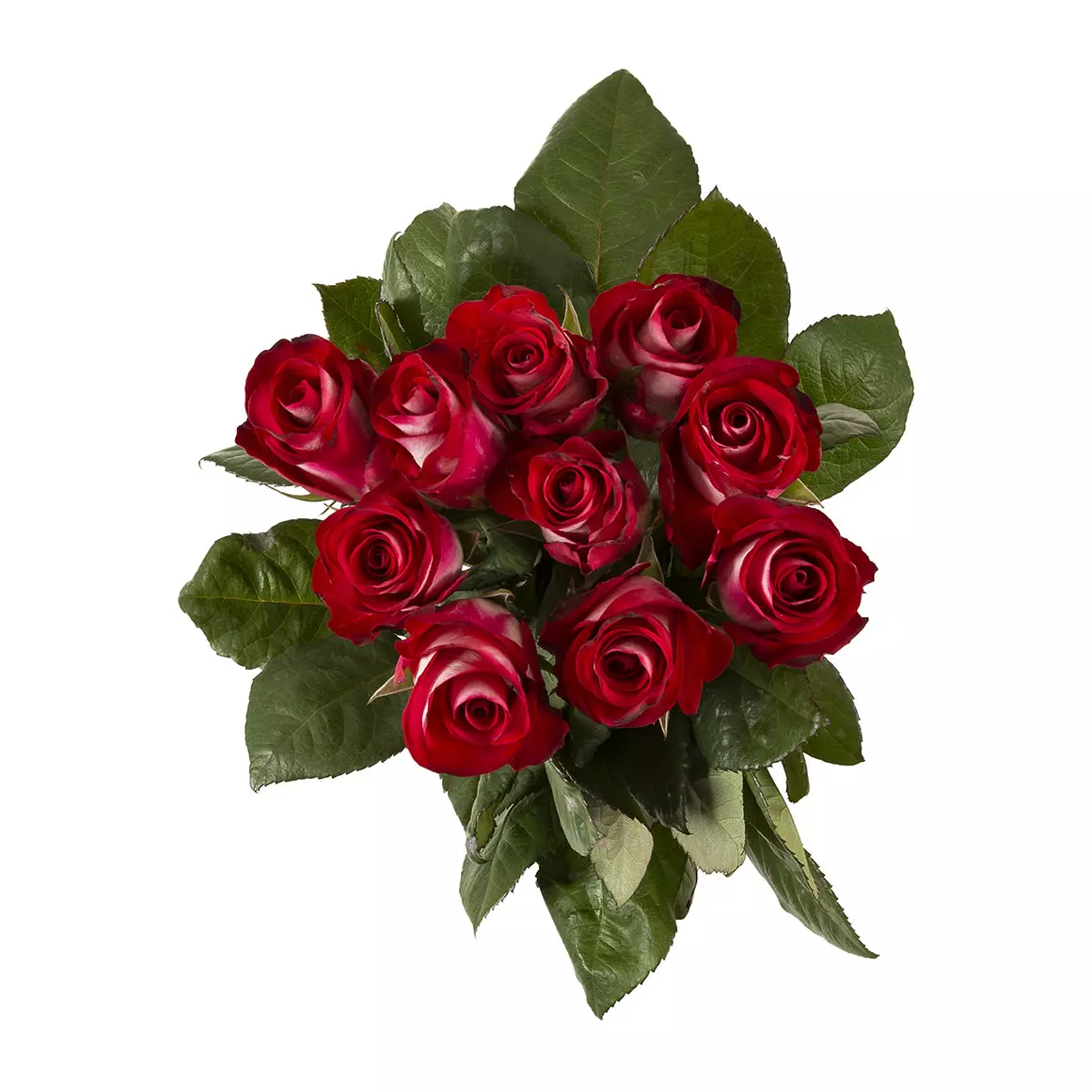 Two Tone Roses