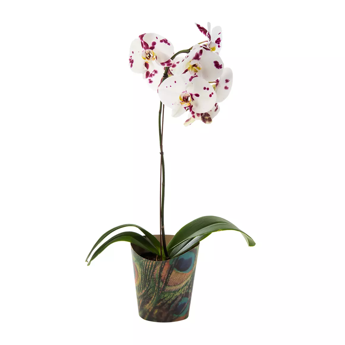 Orchid in 14 cm Pot with Cover