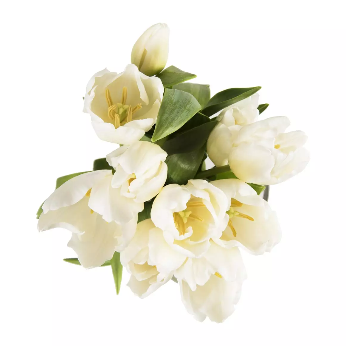 White Tulips White Tulips